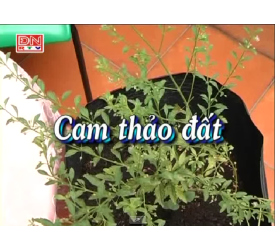 Cam thảo đất