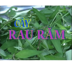 Rau Răm