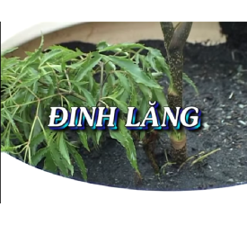 Cây Đinh lăng