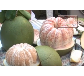 Trái bưởi
