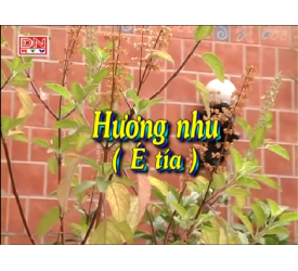 Hương nhu (é tía)