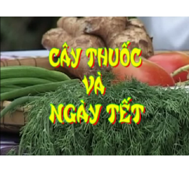 Cây thuốc và ngày Tết